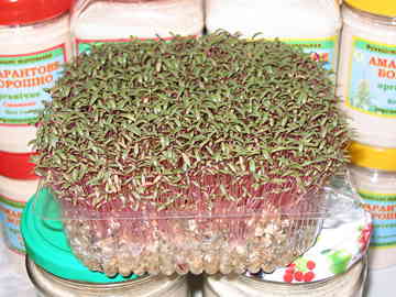 Микрозелень проросшего амаранта, фото